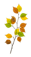 Fototapeta premium Isolated Autumn Branch with Colorful Leaves on Transparent Background