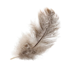 Obraz premium A single, light-gray feather, delicate and fluffy, isolated against black