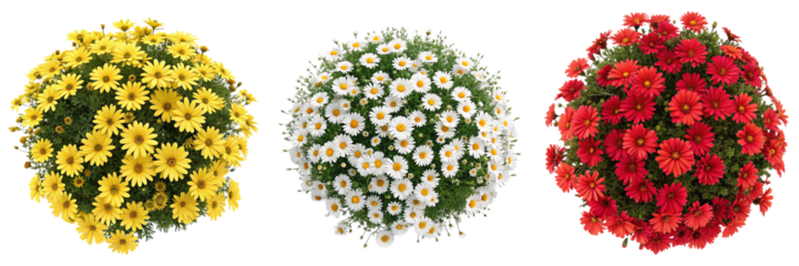 Set of A large bush of daisies top view isolated on a transparent background