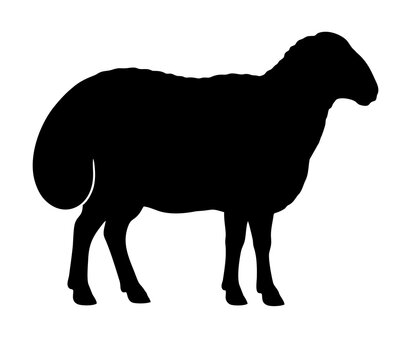 Fat Tailed Sheep icon, symbol, Silhouettee, Vector, Dumba, Dunba