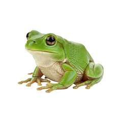 Obraz premium Isolated Green Tree Frog on Transparent Background