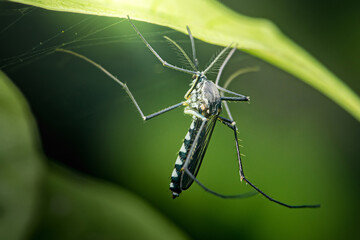 Asian tiger mosquito resting under green leaf in spider web