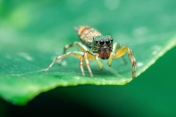 Jumping spider standing on green leaf in nature