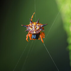 Orange spiny orb weaver spider hanging from web thread