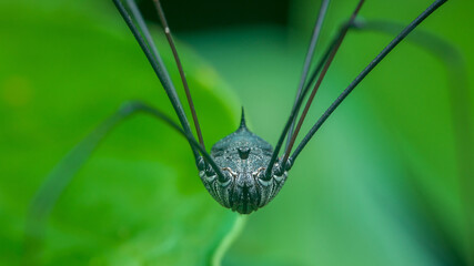 Daddy long legs spider close up on green leaf