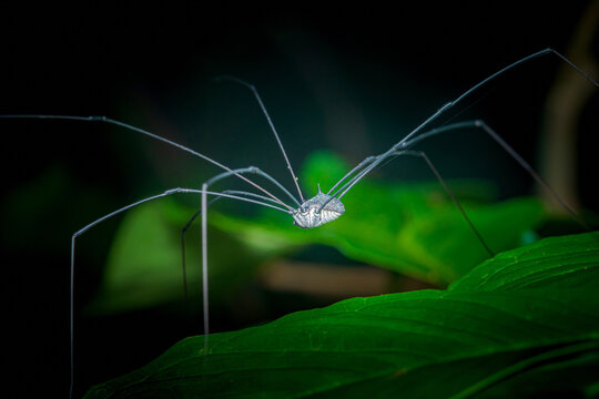 Daddy long legs spider resting on green leaf at night