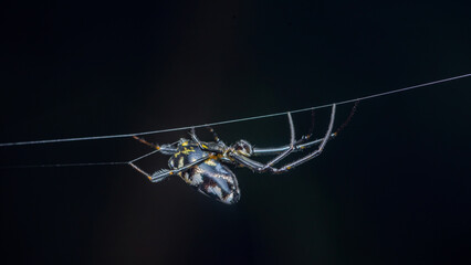 Spider weaving web on dark background