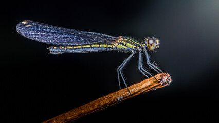 Dragonfly resting on a twig in the dark