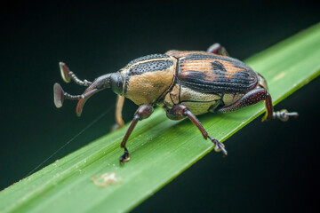 Palm weevil beetle walking on green plant leaf
