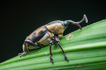 Straight snouted weevil crawling on green leaf