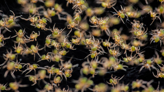 Numerous baby spiders crawling on spider web creating captivating natural pattern