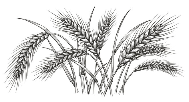 Sketch Espigas de trigo desenho &agrave; m&atilde;o retro ilustra&ccedil;&atilde;o em preto e branco vetor.