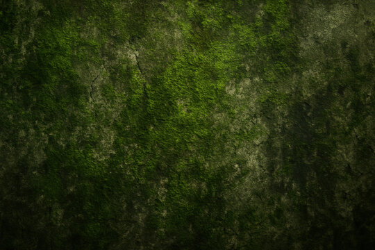 Lush green moss covering an ancient, dark stone wall texture. Natural background for design IMG (10).jpg