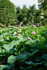 町田薬師池公園の大賀ハス
