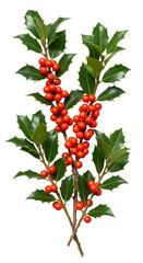 Obraz premium Isolated Holly Branch with Red Berries on Black Background