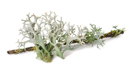 Iceland moss on a branch