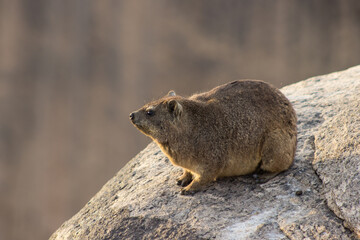 A Rock Hyrax staring into the sun in the late Afternoon at Augrabies National Park, Northern Cape South Africa