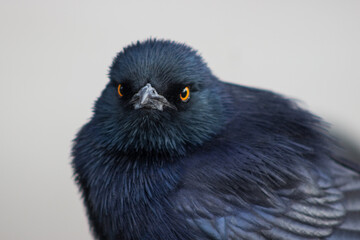 A very cheeky Pale-winged Starling, Onychognathus nabouroup, looking directly at the camera in the Campground of Augrabies National Park, South Africa