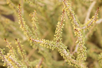 Close-up of the small leaves densely coating the stem of the Namaqua Pork Bush (Portulacaria namaquensis), also known as a false portulacaria