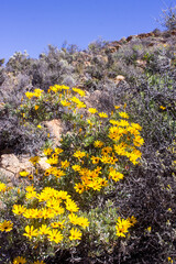 The orange colored Namaqua Widowseed daisies (Hyoseroides Asteraceae) in full bloom in the Namaqualand Veld, in Goegap Nature Reserve, South Africa