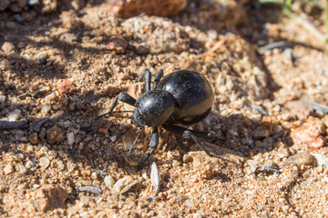 A Small black Helmet Darkling Beetle, known locally as a toktokkie, in the Goegap Nature reserve just outside the town of Springbok in South Africa