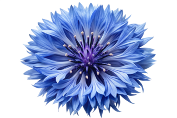 soft blue cornflower with radiating spiky petals