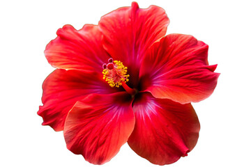 bright red hibiscus flower in full bloom profile