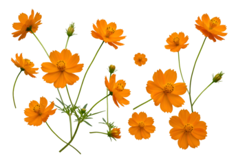 Isolated Orange Cosmos Flowers on Transparent Background