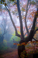 artistic images taken from the most beautiful forests of Greece