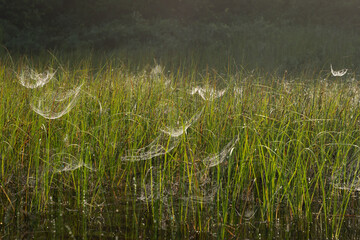 Dew-covered spider webs glisten in the early morning light, suspended delicately among long marsh...