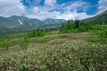 Fototapeta premium 弥陀ヶ原から望む大日岳、奥大日岳