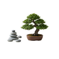 Isolated Bonsai Tree and Stacked Stones on Black Background