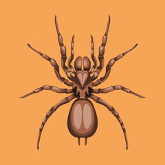 vector spider illustration realistic hand drawn