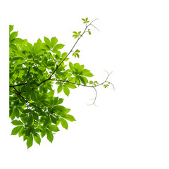 Isolated Photo Green Spring Leaves on Branch