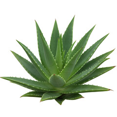 Fototapeta premium Isolated Aloe Plant on Transparent Background