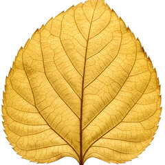Obraz premium Isolated Golden Yellow Autumn Leaf on Transparent Background