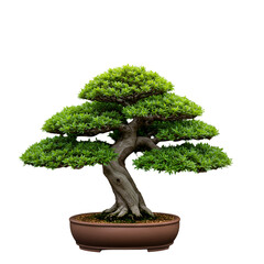 Isolated Bonsai Tree on Black Background