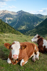 Naklejka premium cow Val Sarentino is a splendid valley in South Tyrol that extends north of Bolzano up to the Pennes Pass.