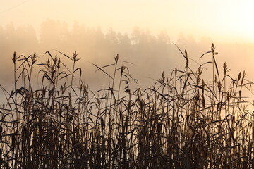 sunlight grass wald