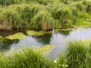 A small pond surrounded by tall grass and flowers