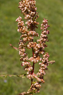 Krautige Pflanze, Strau&szlig;bl&uuml;tiger Sauerampfer (Rumex thyrsiflorus) 