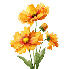 Bright yellow-orange coreopsis blooms, cheerful watercolor design, isolated on a white and transparent background
