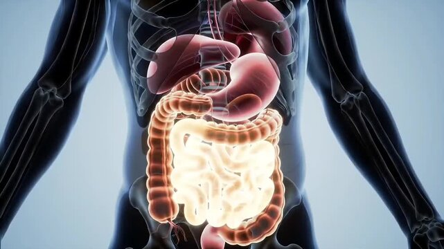 A detailed 3D rendering of the human torso highlights the digestive system and internal organs within a skeletal outline