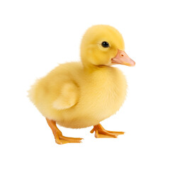Fototapeta premium Isolated Photo of Fluffy Yellow Duckling on Transparent Background