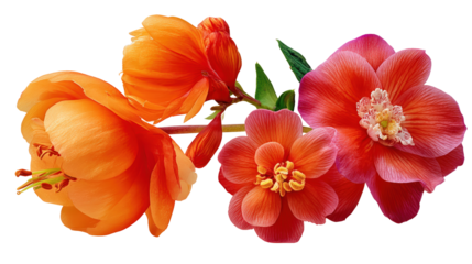 Bleeding Heart Fuchsia and Impatiens, vibrant blossoms with graceful stems photographed in studio, with transparent background