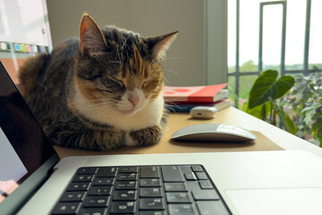 Sleepy cat sitting in typical feline pose near owner laptop at desk. Favorite napping place near...