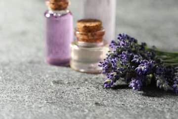 Bottles of lavender essential oil and flowers on grey table, closeup