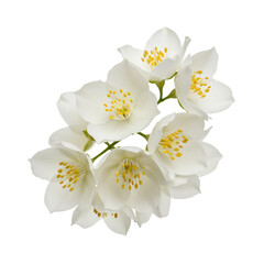 Obraz premium Isolated Jasmine Flowers on Black Background