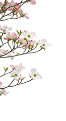 Fototapeta premium Isolated Photo Pink and White Dogwood Blossoms on Branch
