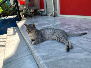 Cat resting on steps of supermarket, this rare breed, Egyptian Mau is known for its spots and letter "M" on its forehead